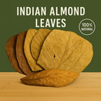 Indian Almond Leaves product image 3