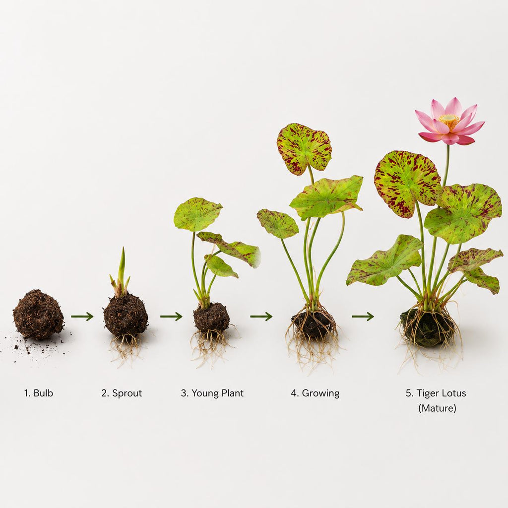 Live Aquarium Plants product image 2