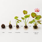 Live Aquarium Plants product image 2