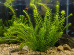 Live Aquarium Plants product image 4