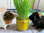Small Animal Wheatgrass Kit, Organic 3-Pack for Fresh Green Treats and Digestive Enrichment