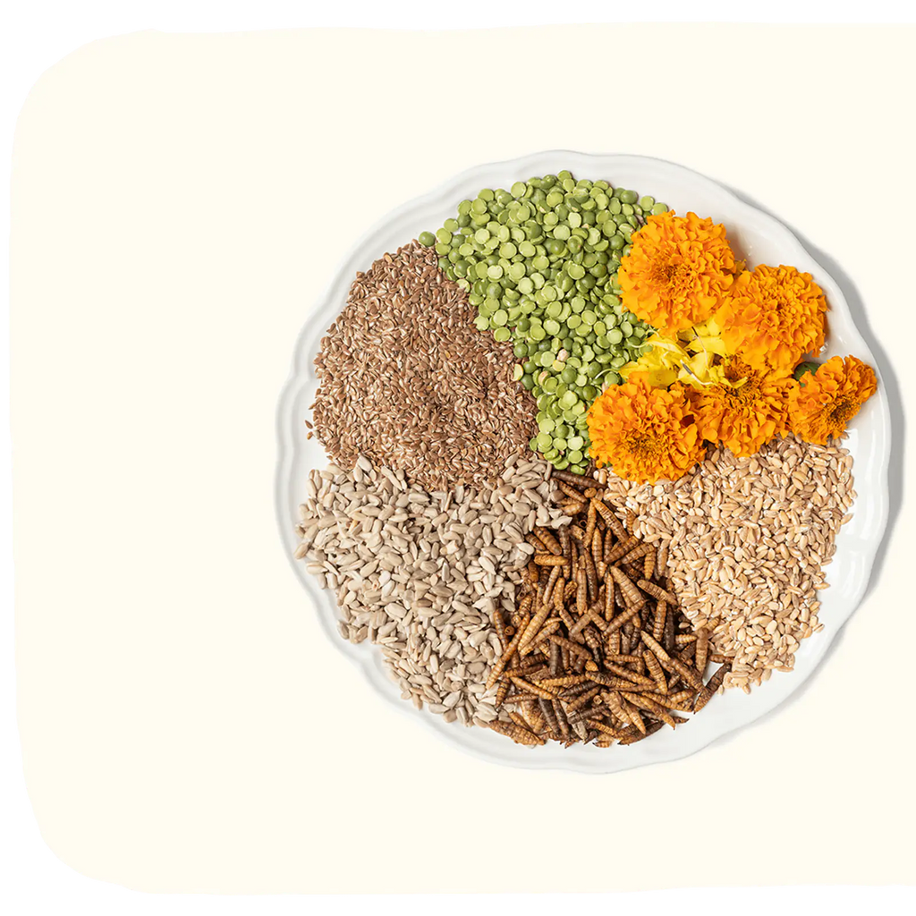 Layer chicken feed with grub protein and whole grains, product image 11