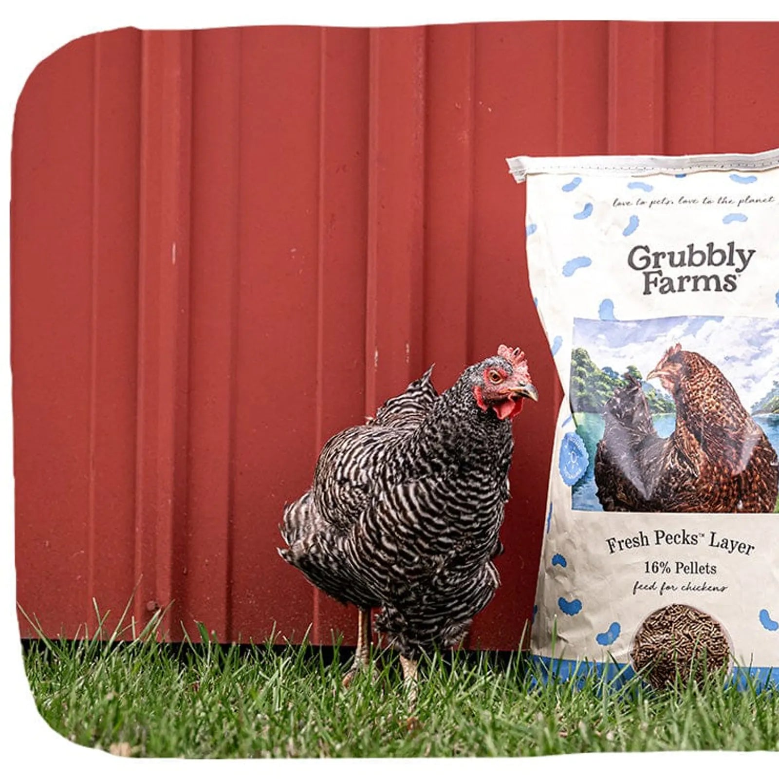 Layer chicken feed with grub protein and whole grains, product image 18