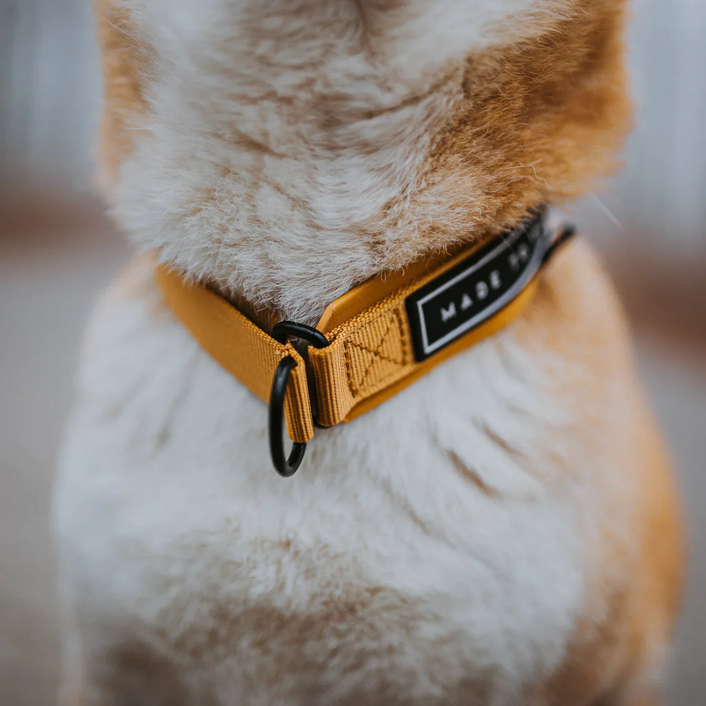 Martingale Collar product image 20