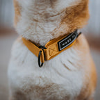 Martingale Collar product image 20