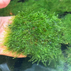 Aquatic Moss Mini Taiwan Moss for Freshwater Aquariums, 3 x 3 Inch Mat for Rocks and Driftwood