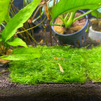 Aquatic Moss Mini Taiwan Moss for Freshwater Aquariums, 3 x 3 Inch Mat for Rocks and Driftwood