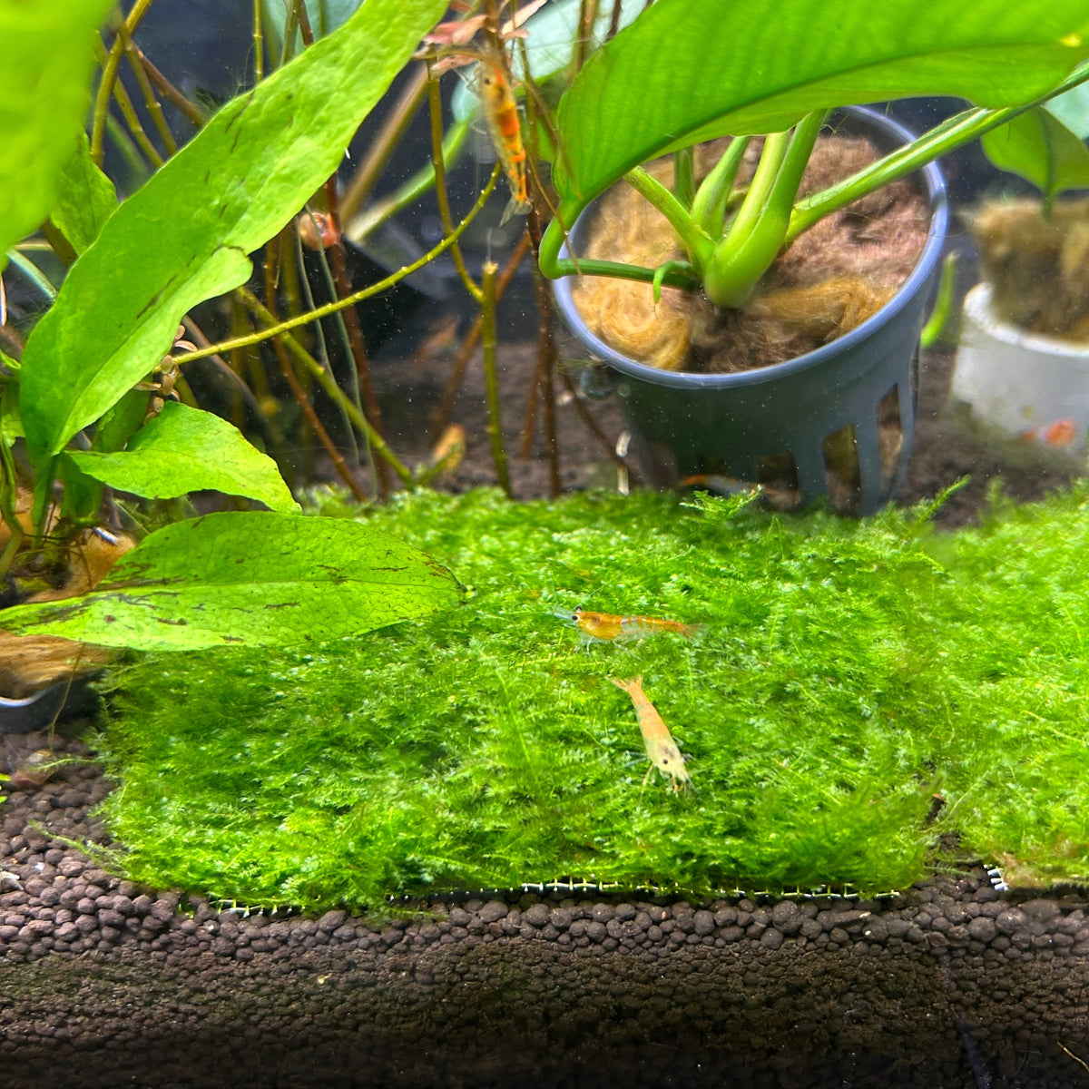 Aquatic Moss Mini Taiwan Moss for Freshwater Aquariums, 3 x 3 Inch Mat for Rocks and Driftwood