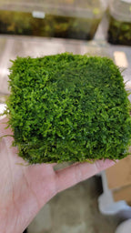 Aquarium Moss Plant for Freshwater Tanks: Mini Taiwan Moss 10 x 10 cm Aquascape Accent for Rocks and Driftwood