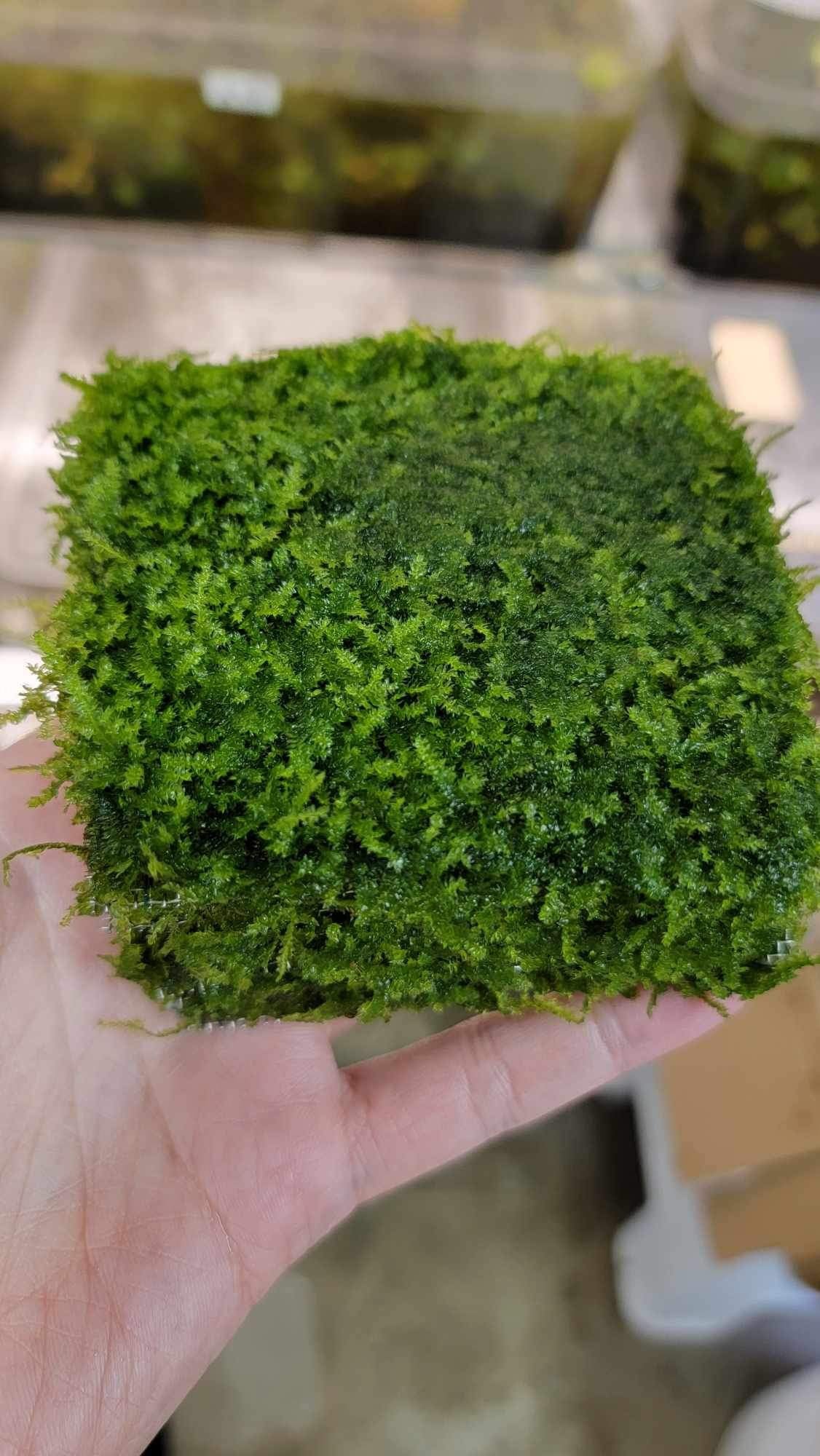 Aquarium Moss Plant for Freshwater Tanks: Mini Taiwan Moss 10 x 10 cm Aquascape Accent for Rocks and Driftwood
