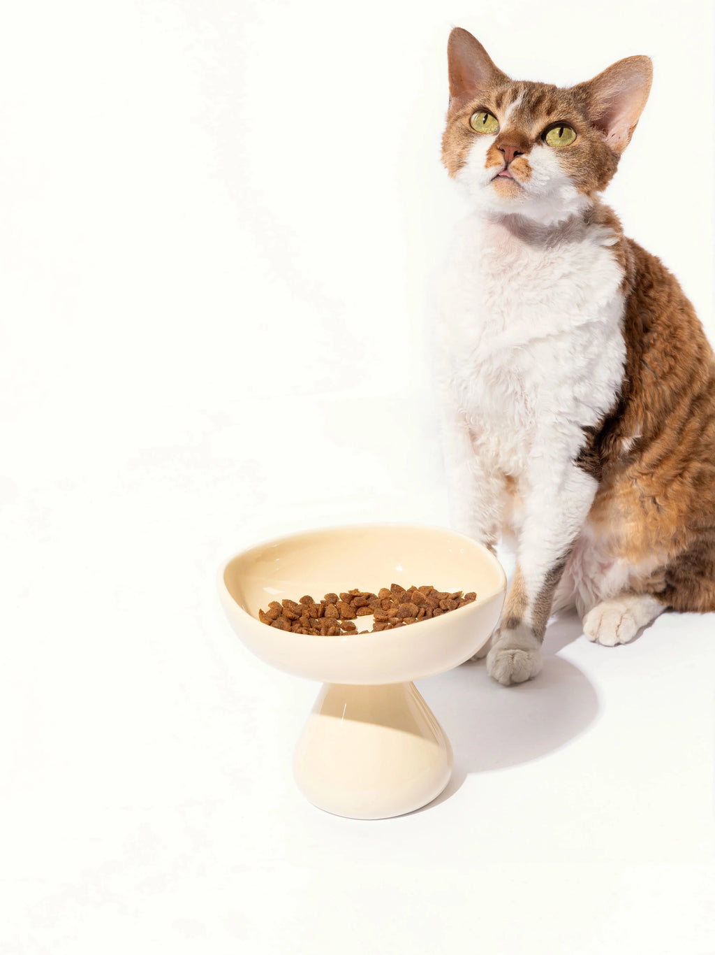Elevated Ceramic Pet Bowl product image 7