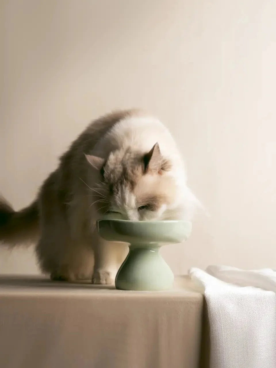 Elevated Ceramic Pet Bowl product image 3