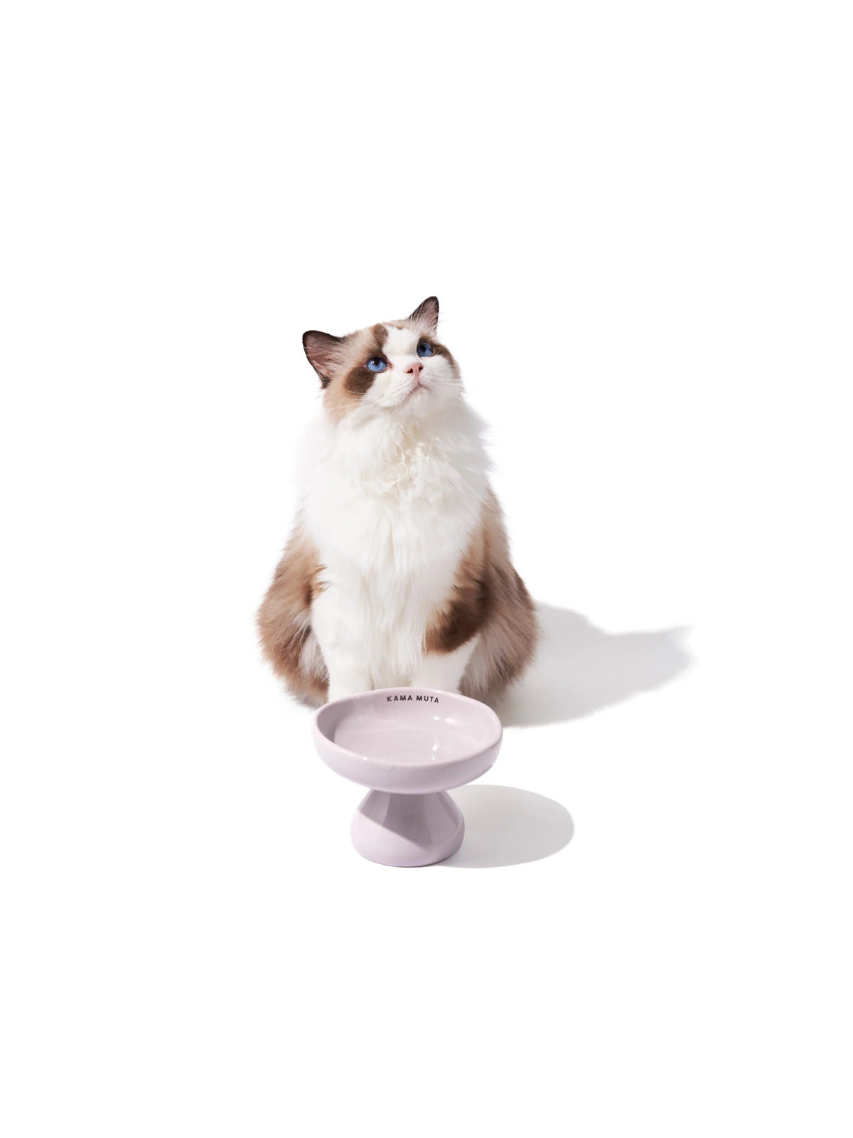 Elevated Ceramic Pet Bowl product image 1