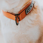 Martingale Collar product image 23