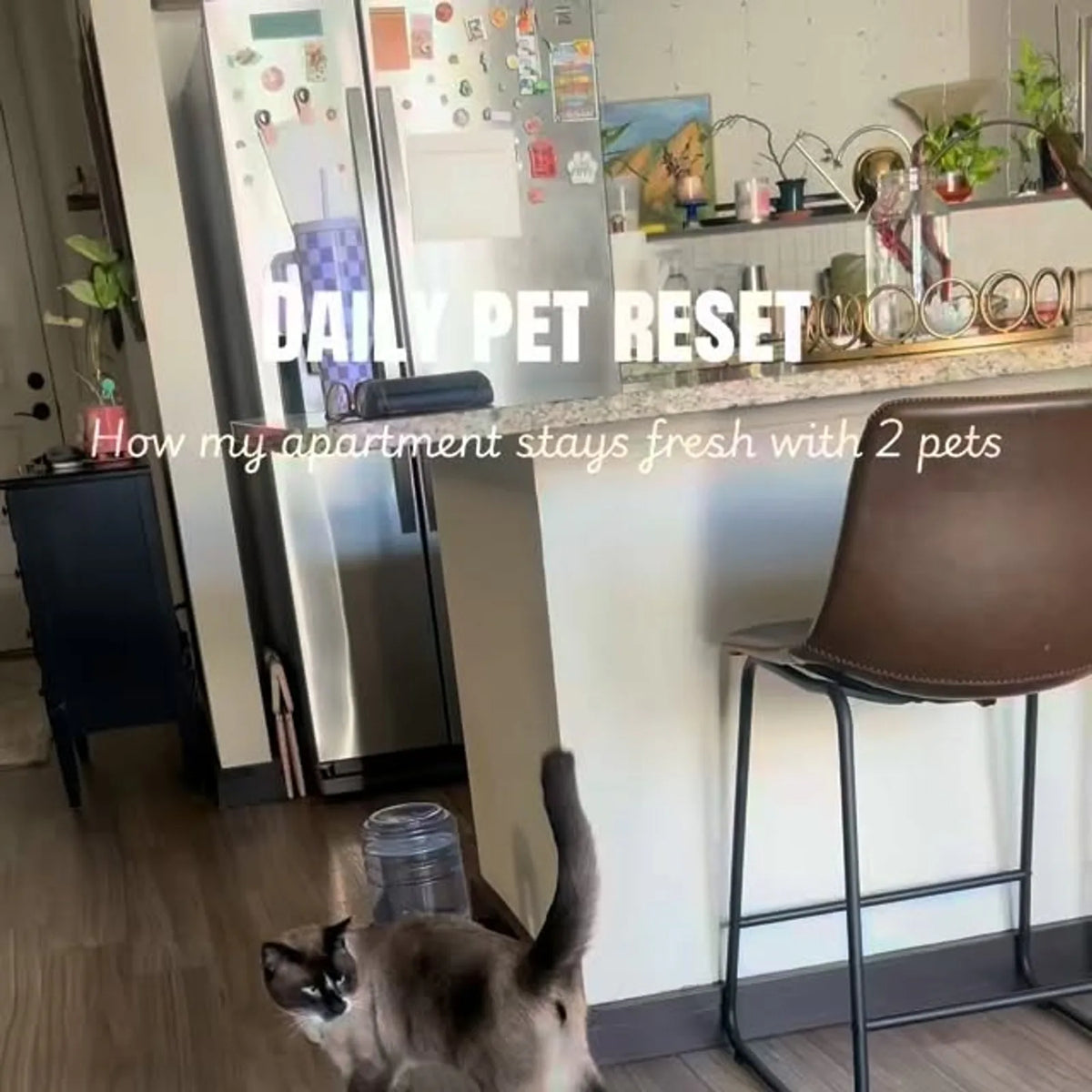 Angry Orange Pet Odor Eliminator - Instagram UGC