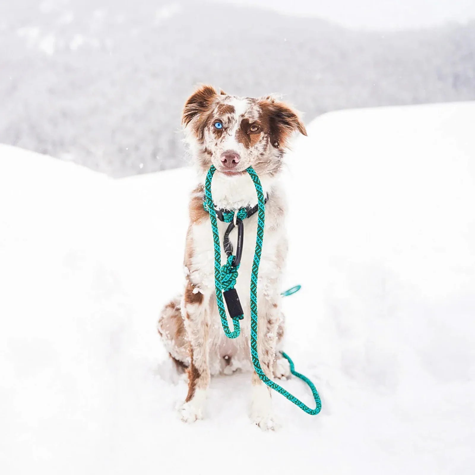 Rope dog leash with locking carabiner for outdoor walks