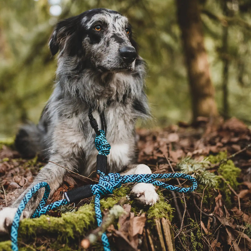 Rope dog leash with locking carabiner for outdoor walks