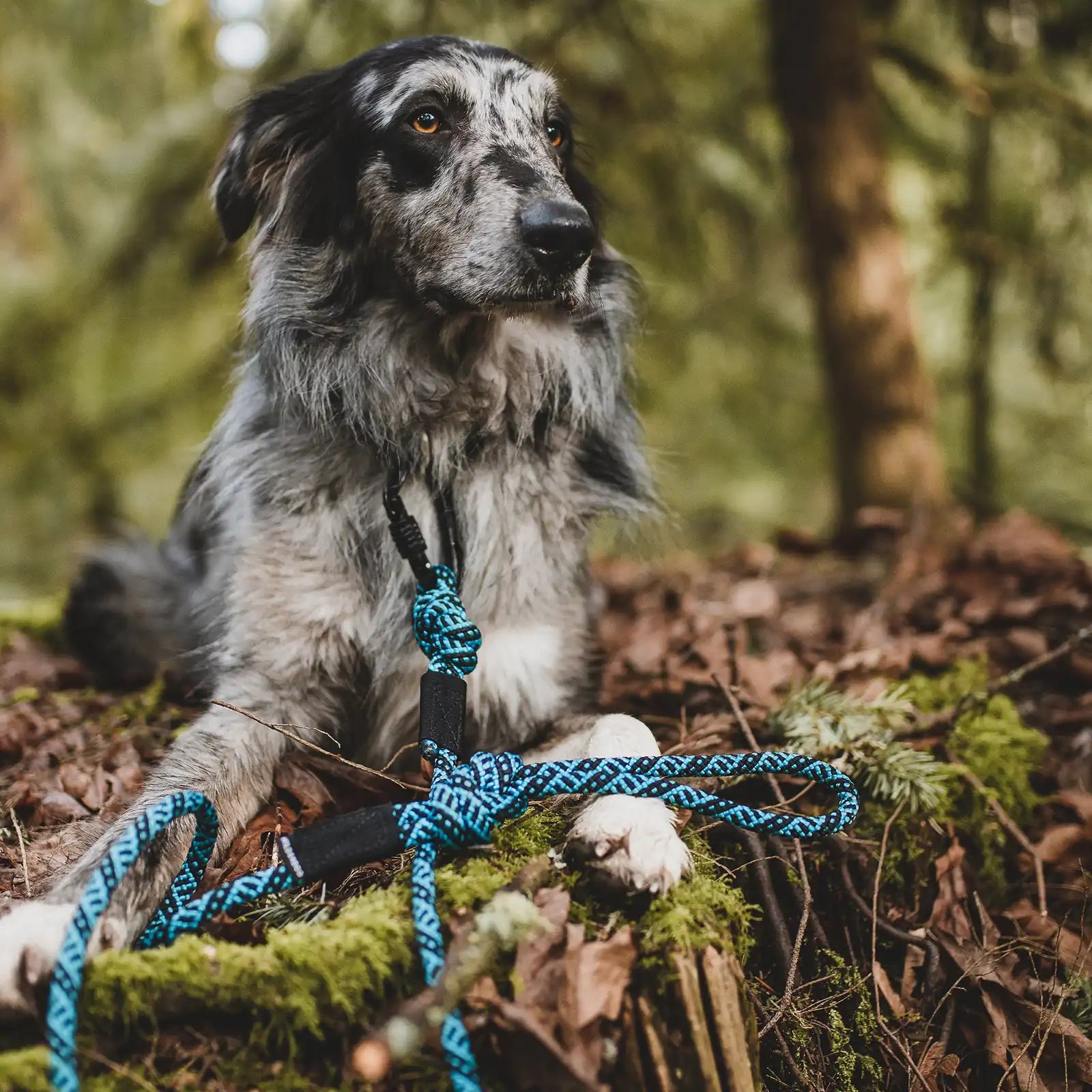 Rope dog leash with locking carabiner for outdoor walks