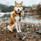Rope dog leash with locking carabiner for outdoor walks