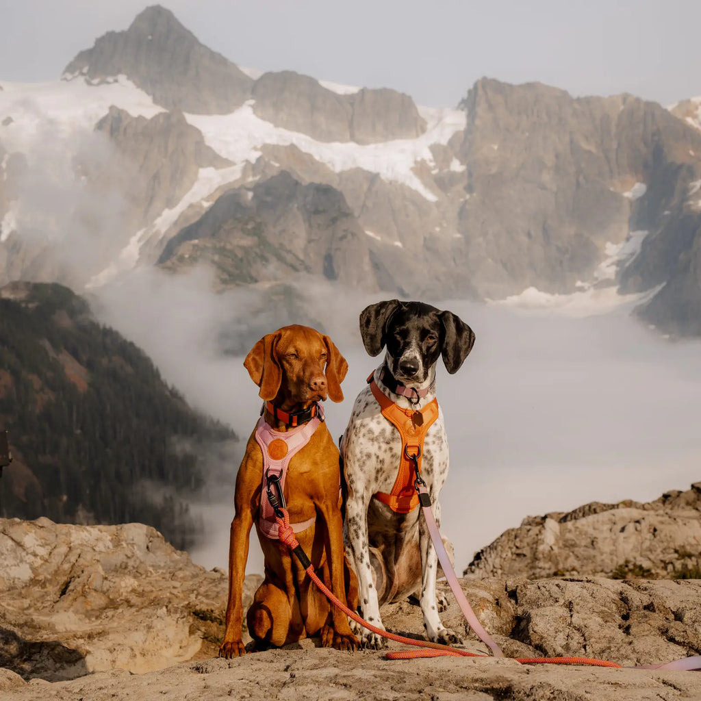 Adjustable reflective dog harness with breathable mesh