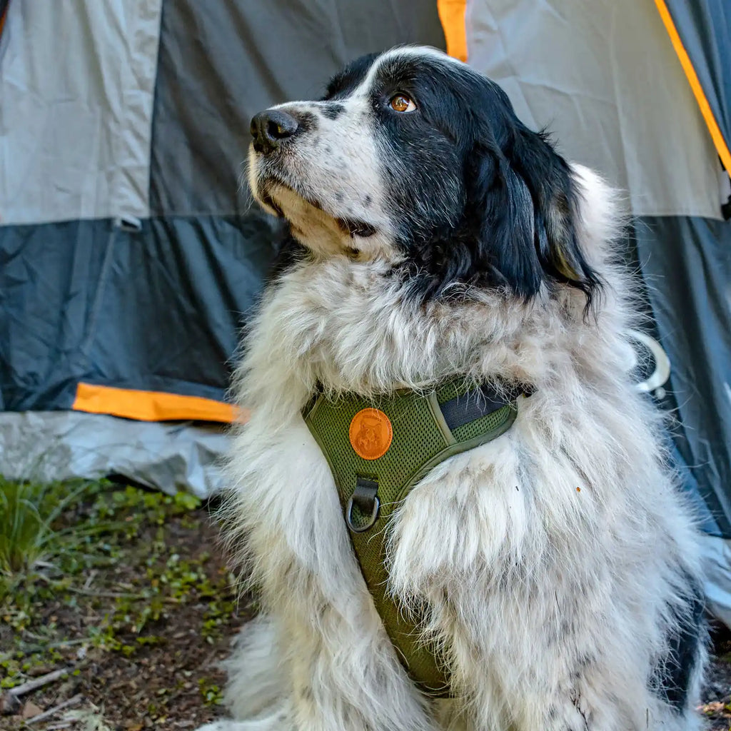 Adjustable reflective dog harness with breathable mesh