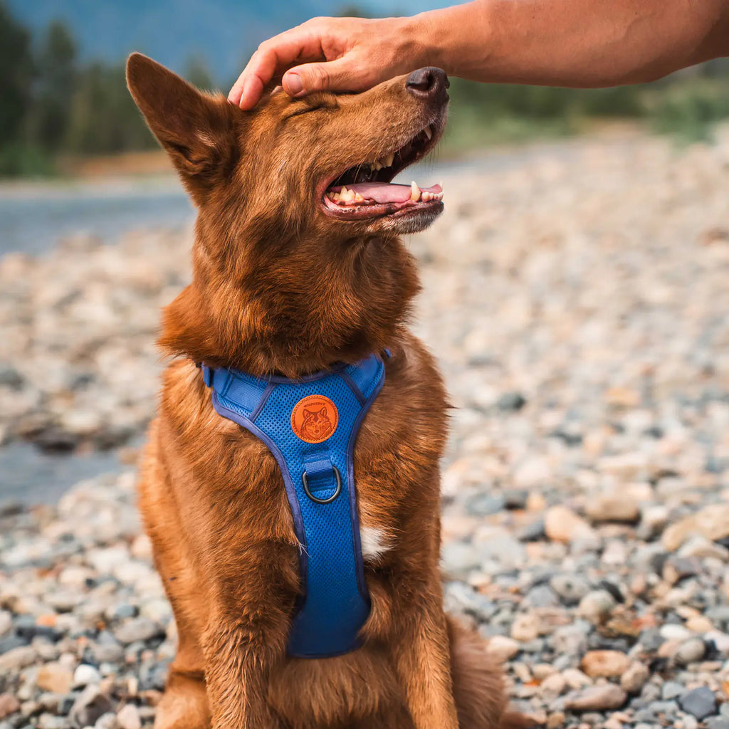 Adjustable reflective dog harness with breathable mesh