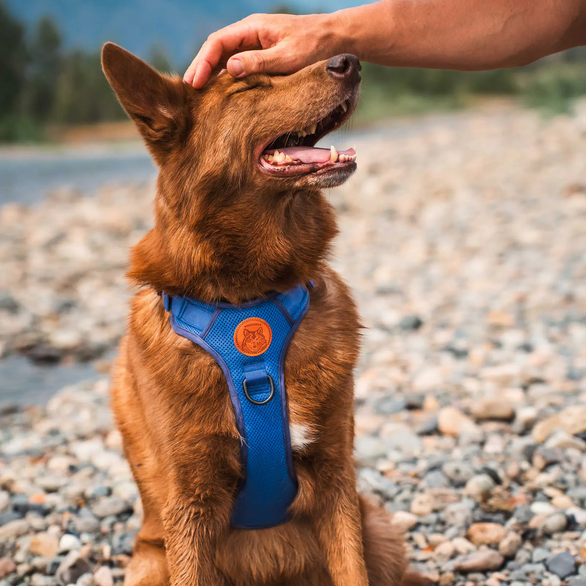 Adjustable reflective dog harness with breathable mesh