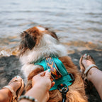Adjustable reflective dog harness with breathable mesh