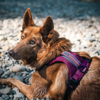 Adjustable reflective dog harness with breathable mesh