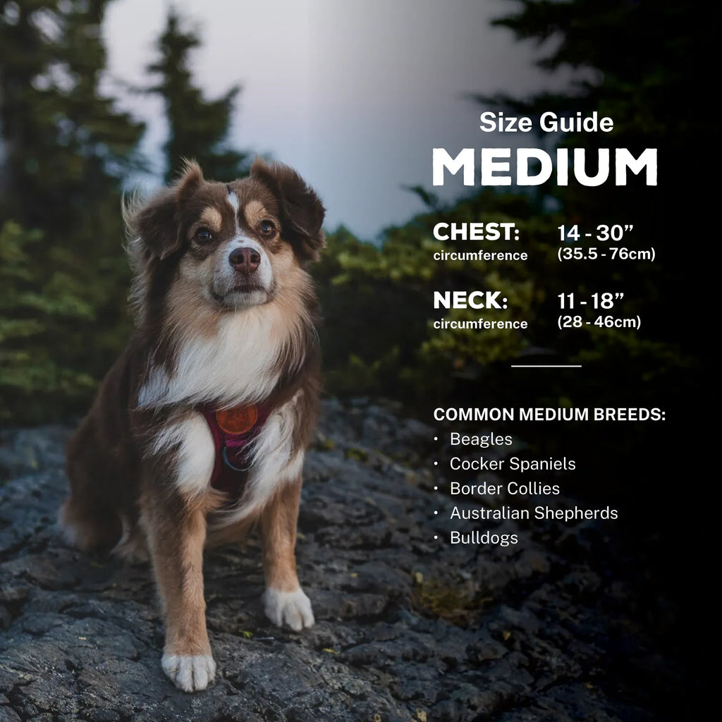 Adjustable reflective dog harness with breathable mesh