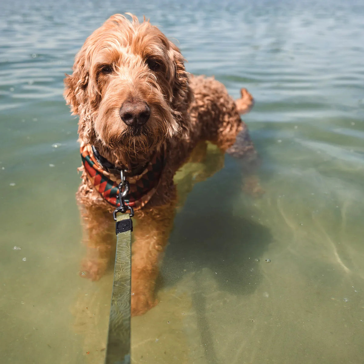 Olive waterproof six foot dog leash for wet walks