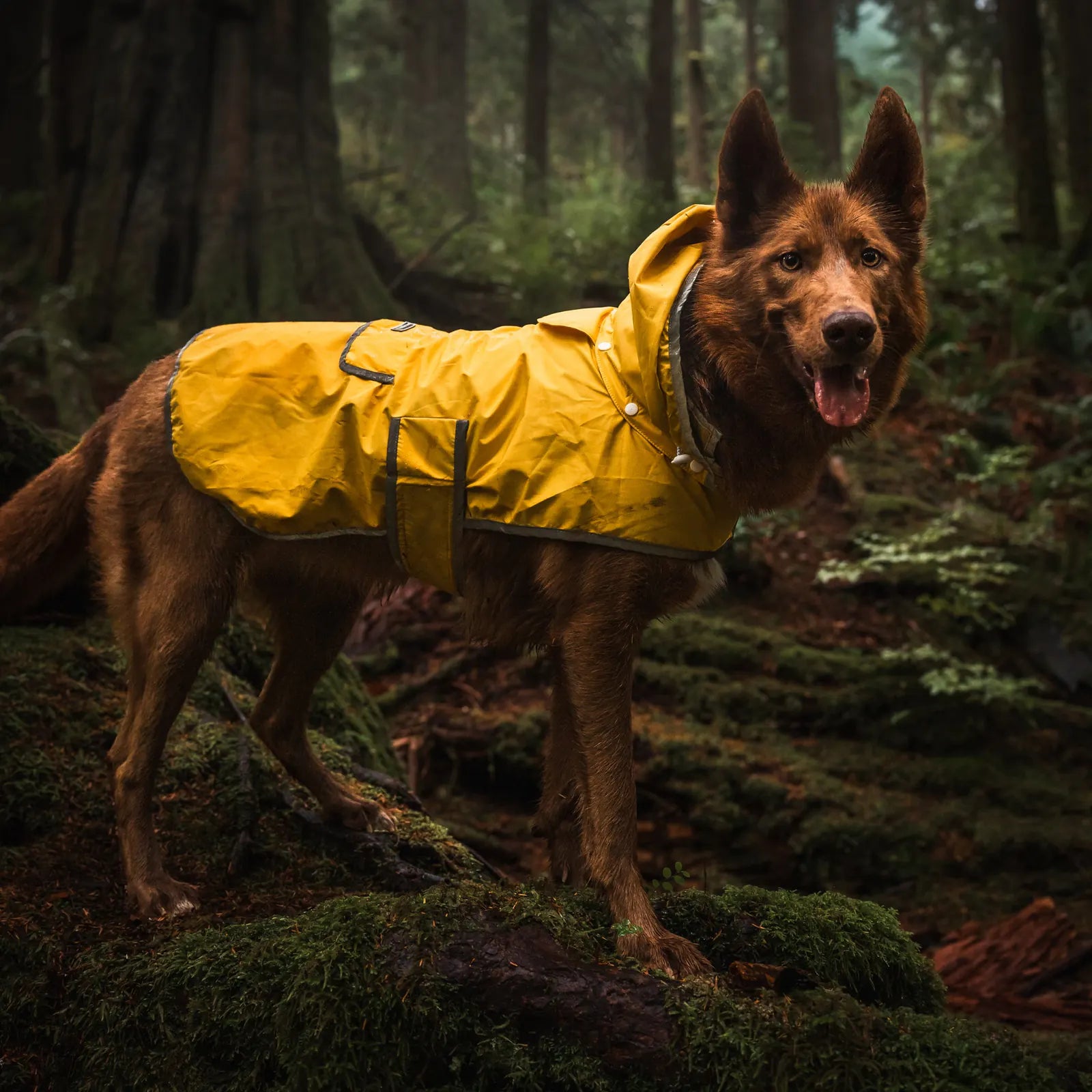 Waterproof reflective dog raincoat with removable hood