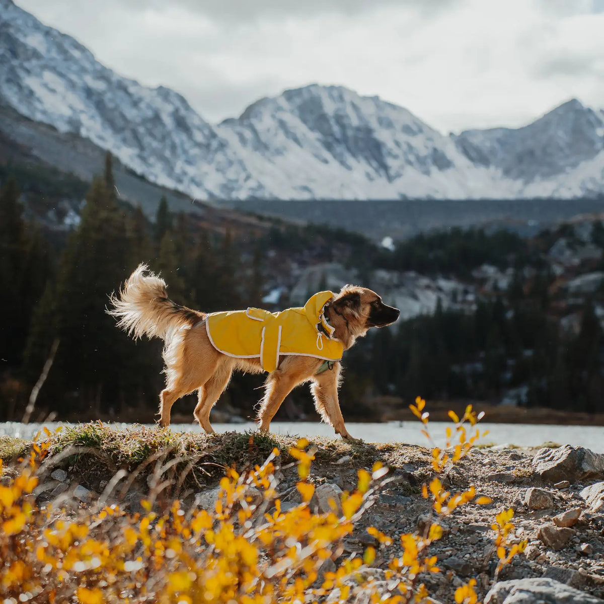 Waterproof reflective dog raincoat with removable hood