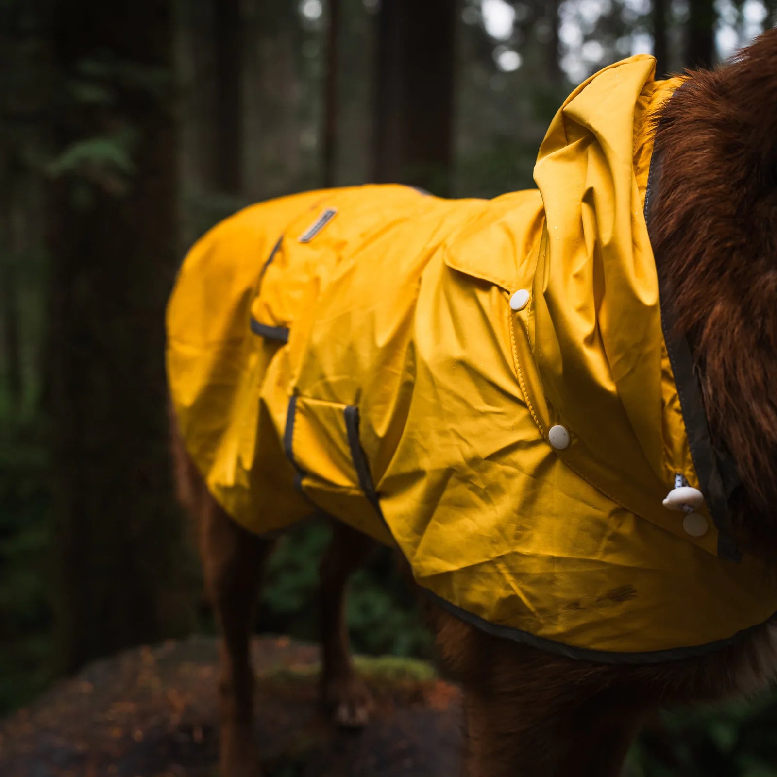 Waterproof reflective dog raincoat with removable hood