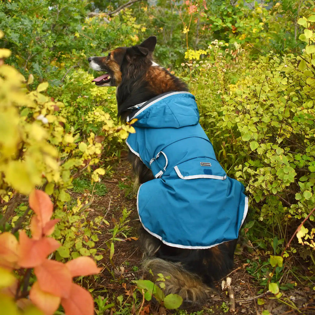 Waterproof reflective dog raincoat with removable hood
