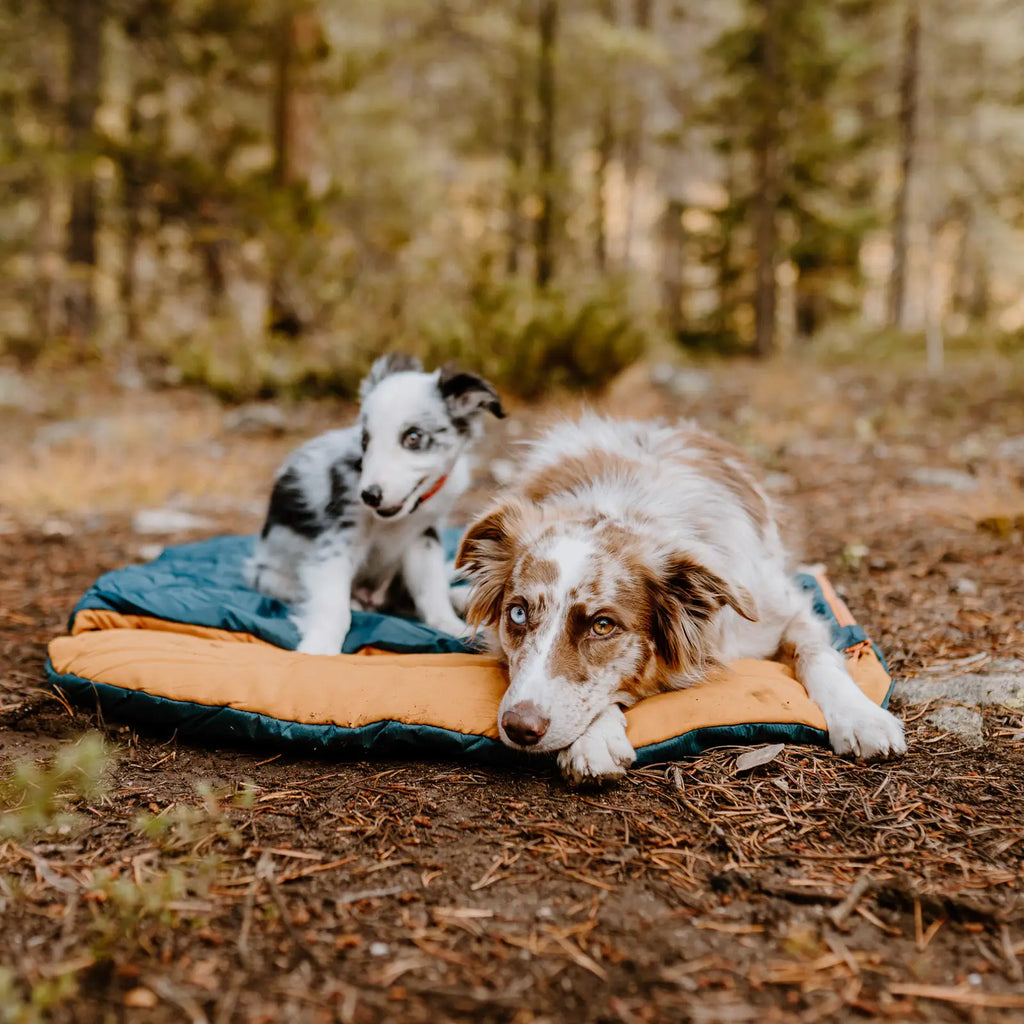 Water resistant dog camping sleeping bag with stuff sack