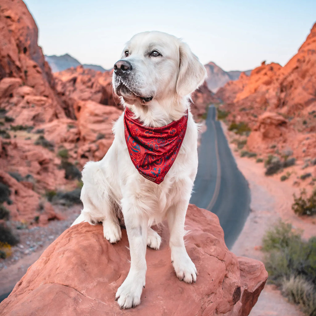 Red paisley cooling dog bandana for warm weather walks