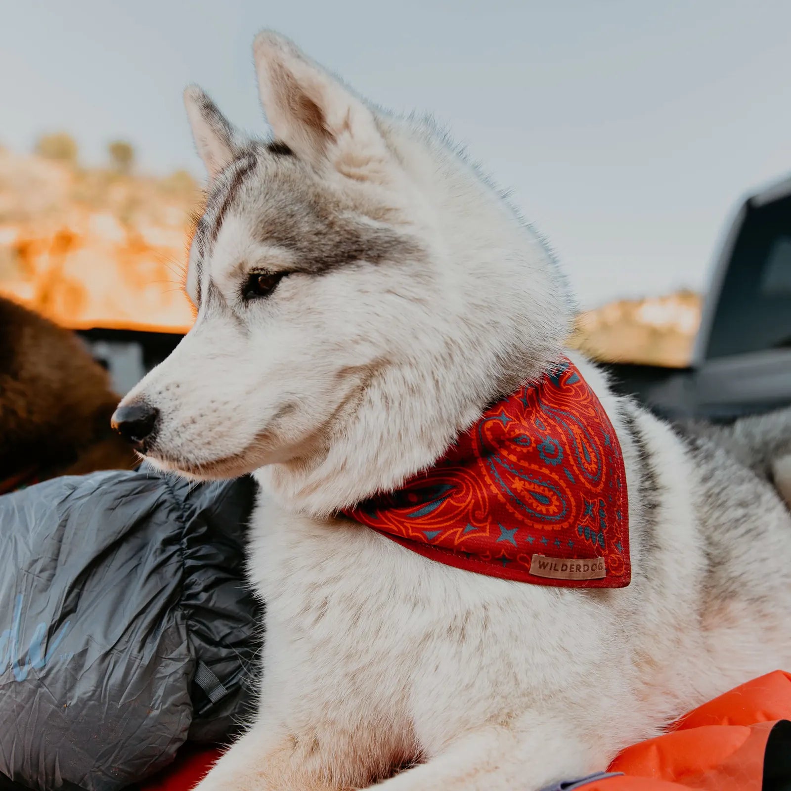 Red paisley cooling dog bandana for warm weather walks