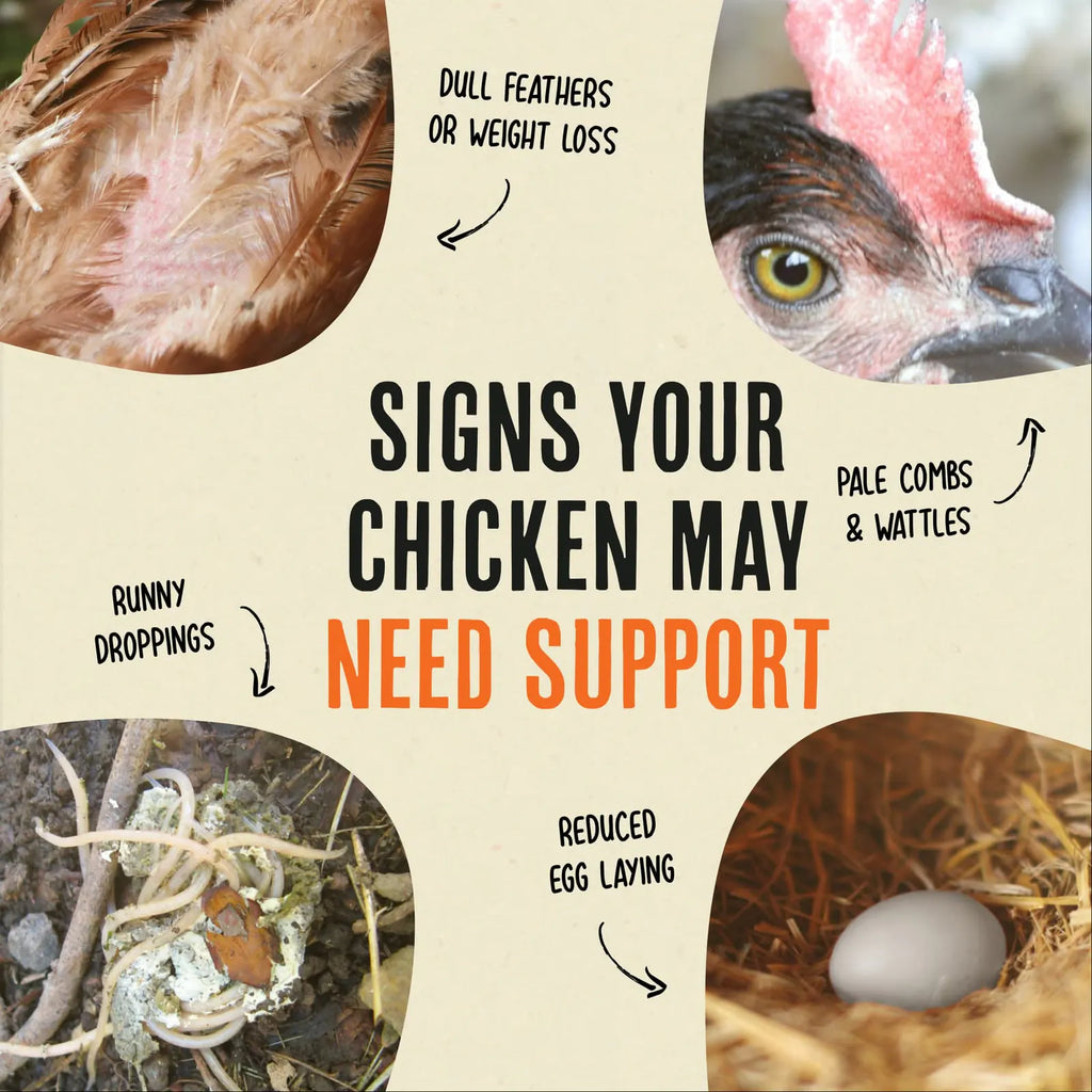 Poultry Feed Supplement product image 10