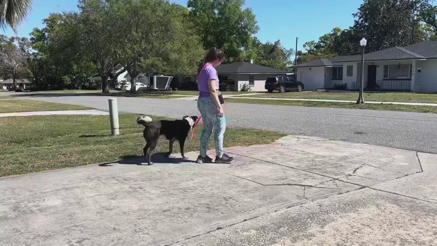 Multi-Function Dog Leash for Hands-Free Walking and Dual-Clip Training, Adjustable from 3.5 to 6 Feet product demonstration video