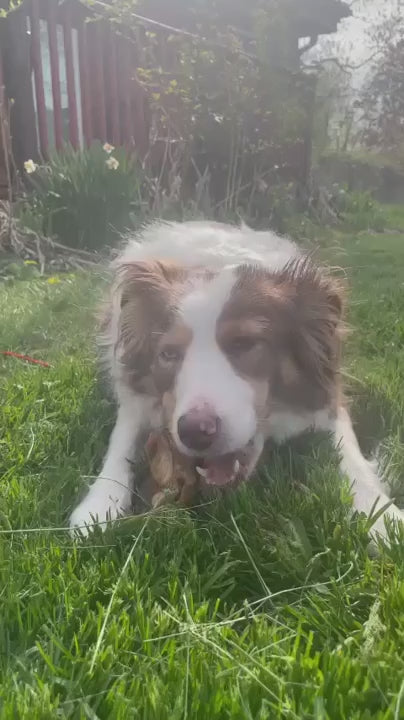 Slow-Smoked Beef Knee Cap Dog Chews product video