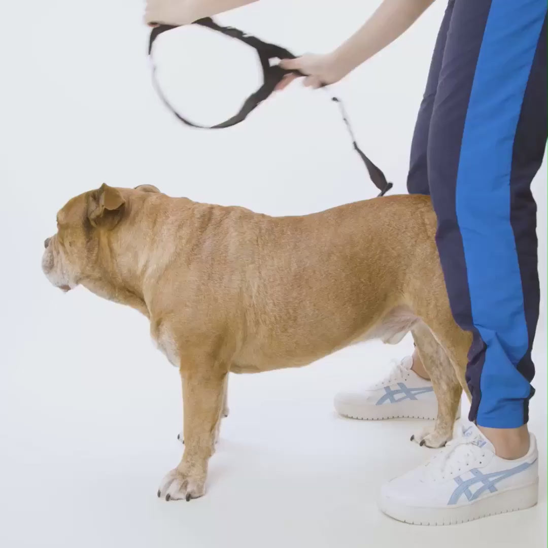 Adjustable Dog Harness with Padded Grab Handle and Leash D-Ring, 16 Colors in Sizes XXS to XL product demonstration video