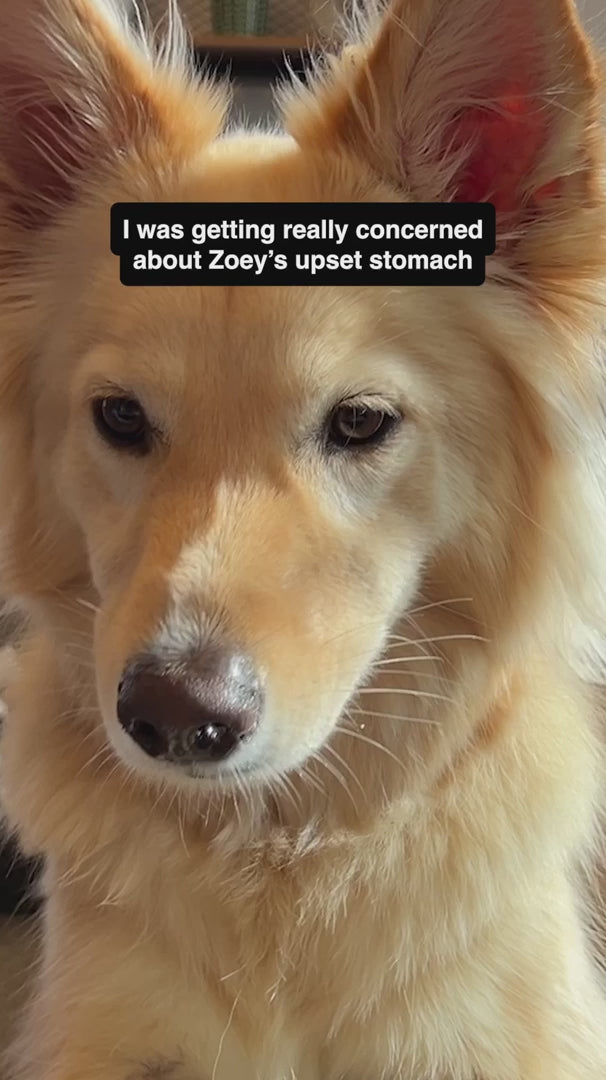 Soil-Based Probiotic Powder for Dogs, Daily Gut Support Blend in 92.1 g and 184.2 g Container Sizes product demonstration video