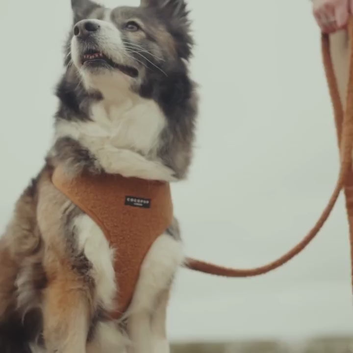 Adjustable Neck Dog Harness in Teddy Texture, Lightweight Walking Vest for XXS to Large Dogs source demonstration video