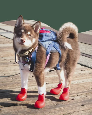 Waterproof Rubber Dog Boots product video