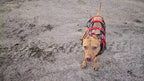 Elite Catch Vest PRO- Attached Collar Extreme Protection product video