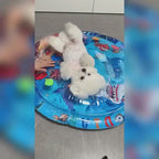 Water-Filled Dog Cooling Bed for Indoor Summer Rest, Regular and Large Sizes with Four Surface Styles product demonstration video