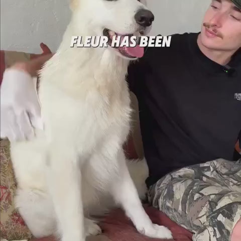 Full-Body Pet Glove Wipes in Individually Sealed Packs for Quick No-Rinse Cleanup Between Baths product demonstration video