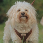 Adjustable Neck Dog Harness, Brown Faux Suede Walking Vest with Soft Fluffy Trim in XXS to Large Sizes source demonstration video