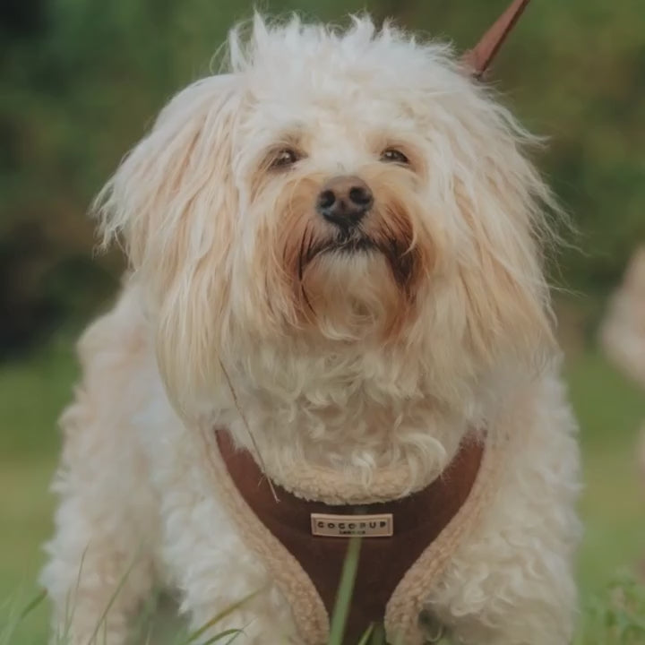 Adjustable Neck Dog Harness, Brown Faux Suede Walking Vest with Soft Fluffy Trim in XXS to Large Sizes source demonstration video